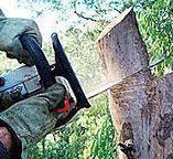 How Our Tree Care Process Works  in  North Caldwell, NJ