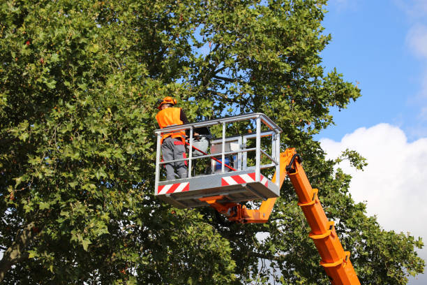 Best Tree Health Inspection  in North Caldwell, NJ