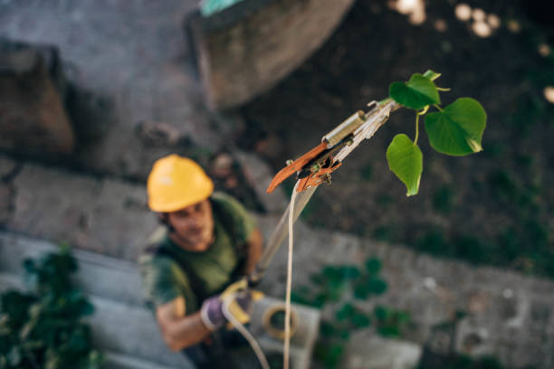 Best Arborist Consultation Services  in North Caldwell, NJ