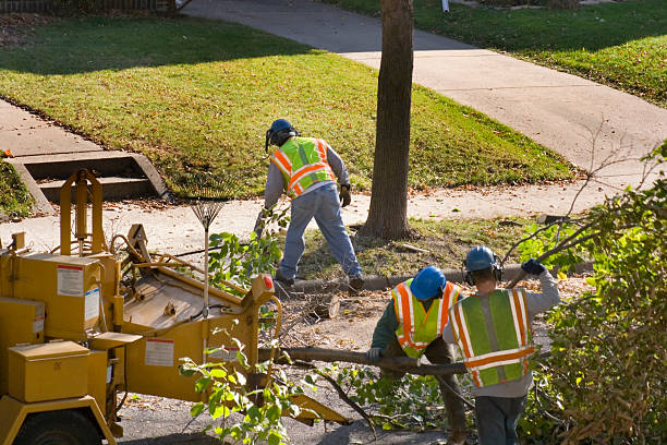 Best Palm Tree Trimming  in North Caldwell, NJ