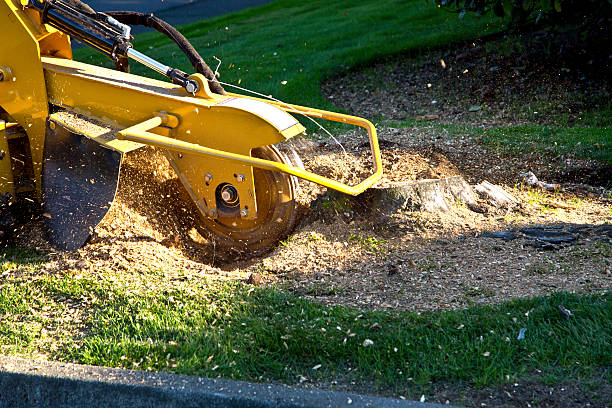 Best Tree and Shrub Care  in North Caldwell, NJ