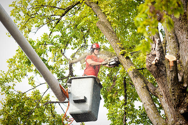 Best Hazardous Tree Removal  in North Caldwell, NJ