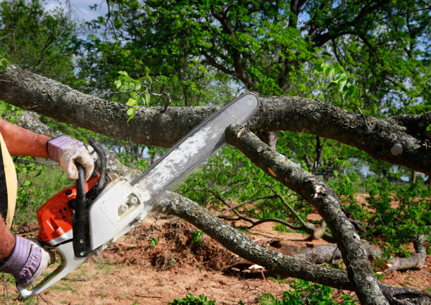 Best Fruit Tree Pruning  in North Caldwell, NJ