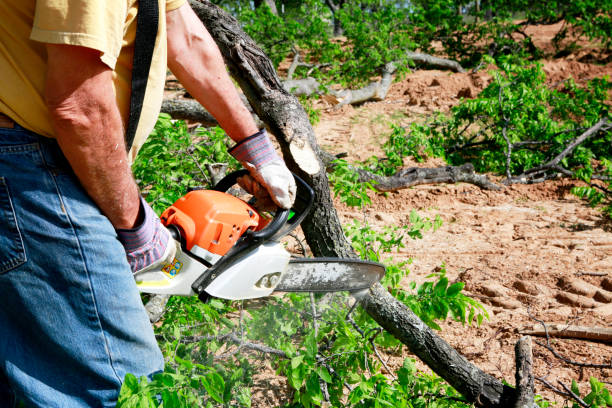 Best Tree Maintenance Programs  in North Caldwell, NJ